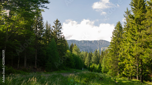 Sunlit Alpine Forest Framing Rugged Limestone Mountain Ridge and Green Meadow in Rax Alps Austria