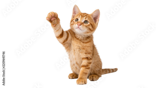 Orange tabby kitten raising paw, isolated on transparent background