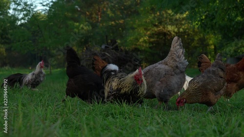 Flock of chickens foraging in a grassy field with a rooster