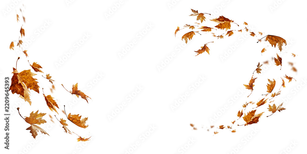 Obraz premium leaf leaves frame isolated autumn winter season background falling fall platanus tree wid air w