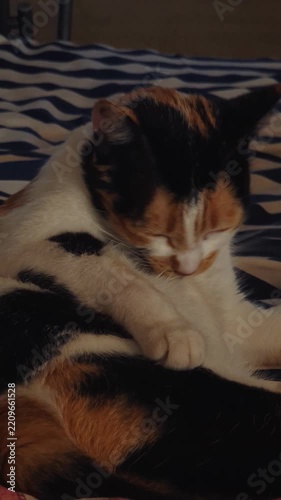 Vertical 4K footage of a calico cat grooming and licking itself while relaxing on a striped blanket indoors. Charming domestic pet video perfect for animal content, lifestyle, and veterinary videos