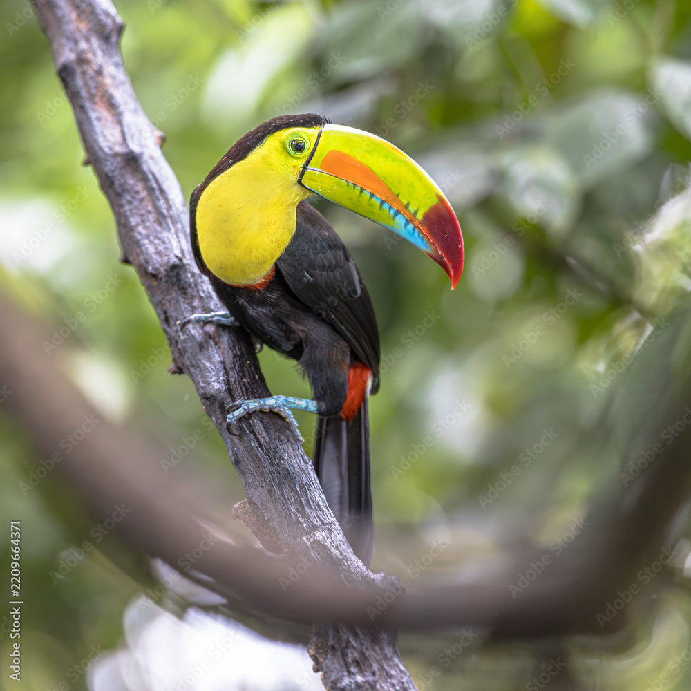 Obraz premium Keel Billed Toucan or Rainbow Billed Toucan in Rainforest