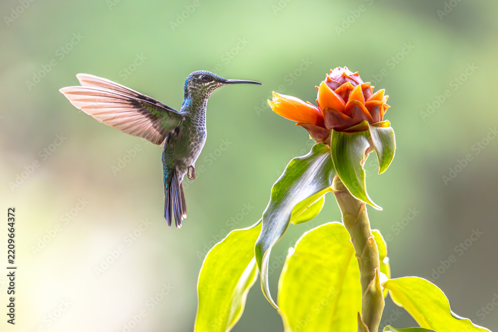 Obraz premium Green crowned brilliant hummingbird feeding on Costus