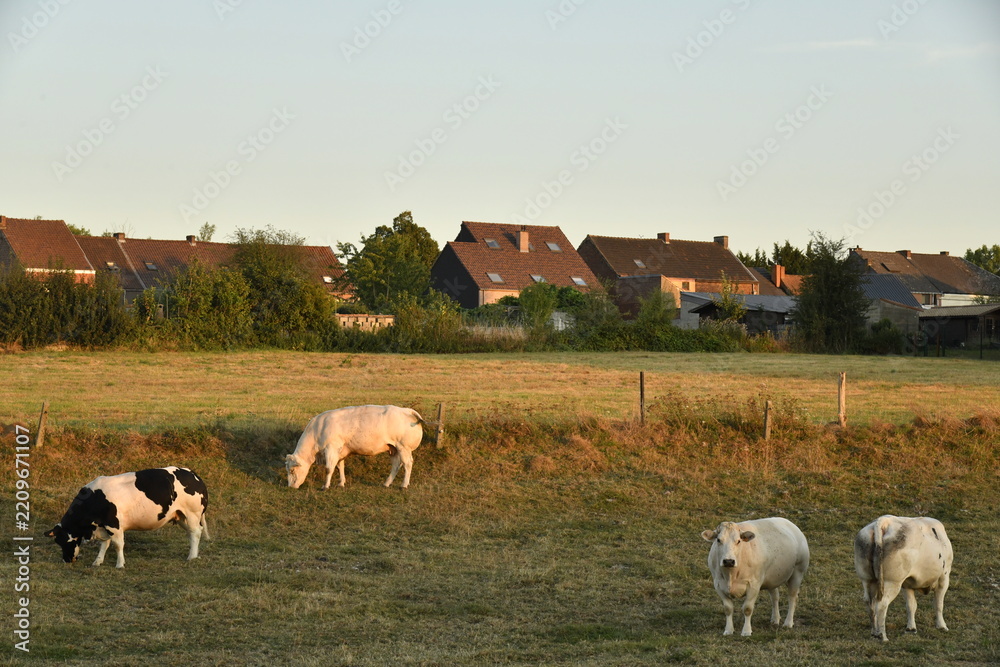 Fototapeta premium Vaches dans une pâture sous la lumière du coucher de soleil à Écaussinnes d'Enghien (Soignies)