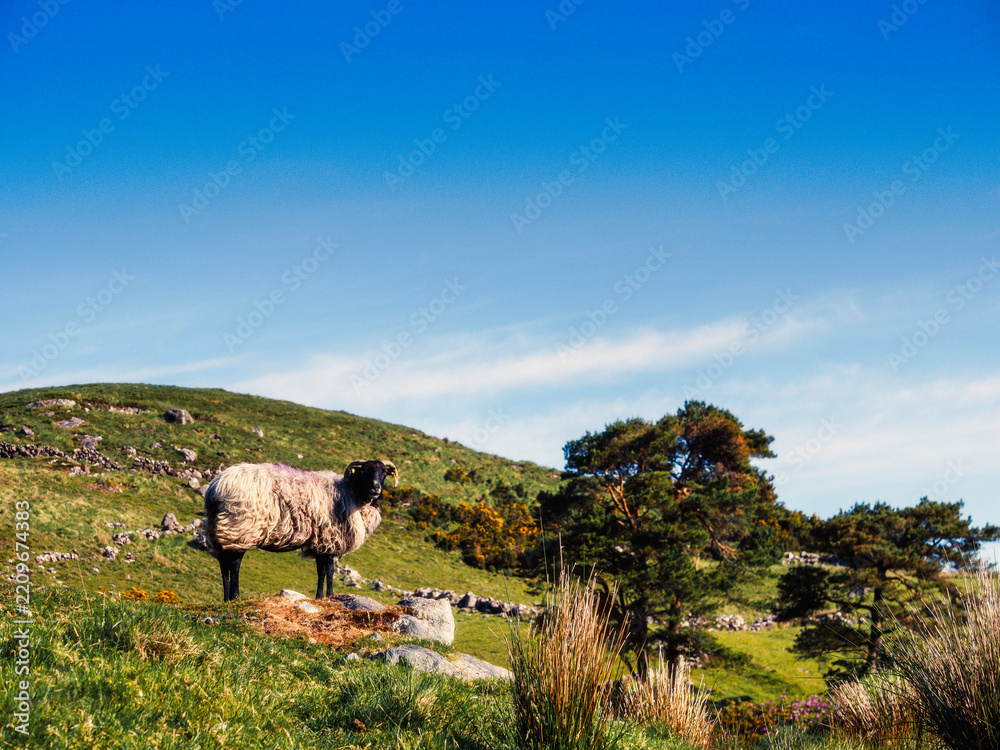 Fototapeta premium Sheep grazes peacefully in rolling green hills under soft sunlight. Pasture grasses sway gently beside a dirt path. Scene evokes calmness and rural serenity. Ideal for nature, agriculture