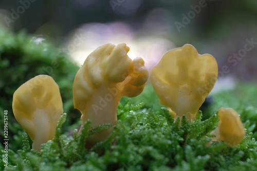Interesting forest mushroom Spathularia flavida, commonly known as the yellow earth tongue, yellow fan, or fairy fan. 