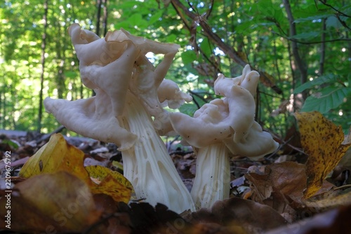 Amazing mushroom Helvella crispa, also known as the white saddle, elfin saddle or common helvel. Often described as an edible mushroom.