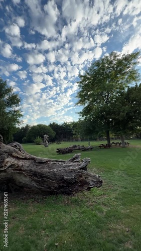 tree on the bank of lake
