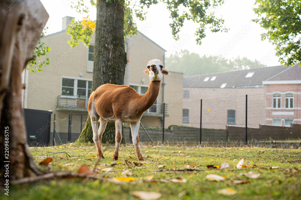 Obraz premium Full length profile of a slender brown and white guanaco looking at camera on a green lawn. Lama guanicoe standing in an outdoor enclosure or urban petting zoo with buildings and trees in the backgrou