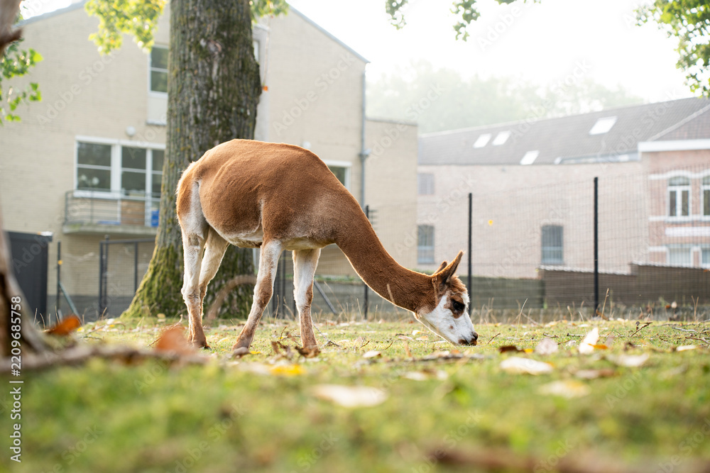 Obraz premium Side view of a slender brown and white guanaco grazing on a green lawn with fallen autumn leaves. Lama guanicoe eating grass in an outdoor paddock or urban zoo environment, horizontal shot with copy s