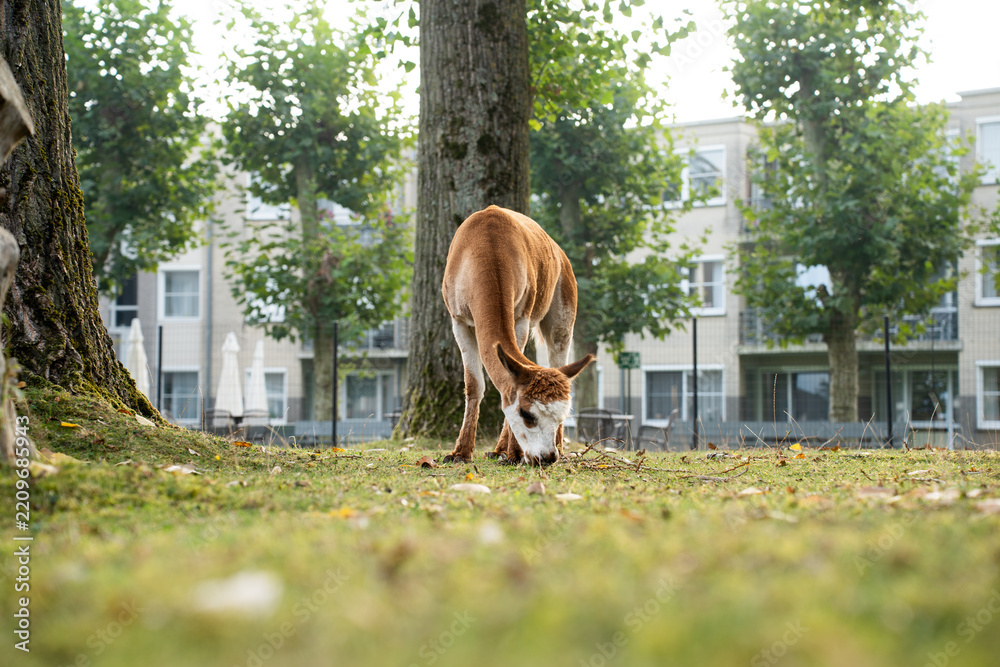 Obraz premium Side view of a slender brown and white guanaco grazing on a green lawn with fallen autumn leaves. Lama guanicoe eating grass in an outdoor paddock or urban zoo environment, horizontal shot with copy s