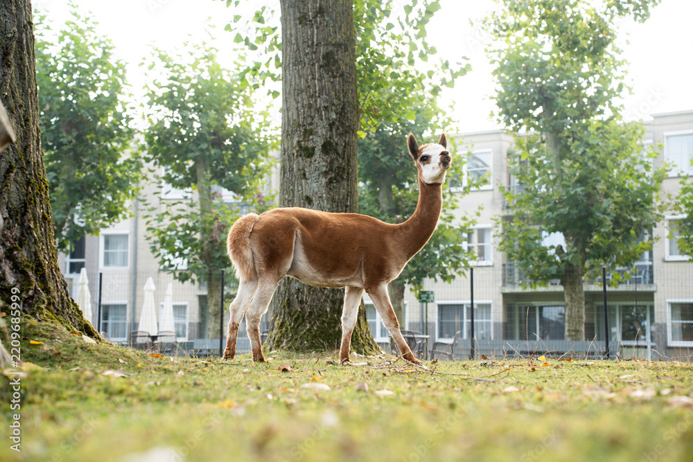 Obraz premium Full length profile of a slender brown and white guanaco looking at camera on a green lawn. Lama guanicoe standing in an outdoor enclosure or urban petting zoo with buildings and trees in the backgrou