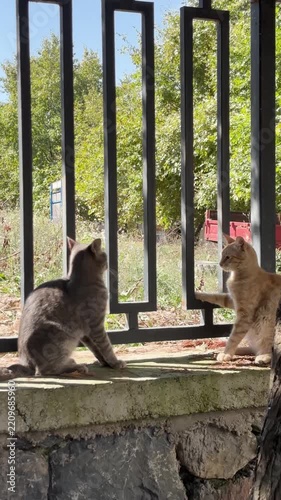 Stray cats playing and wrestling with each other