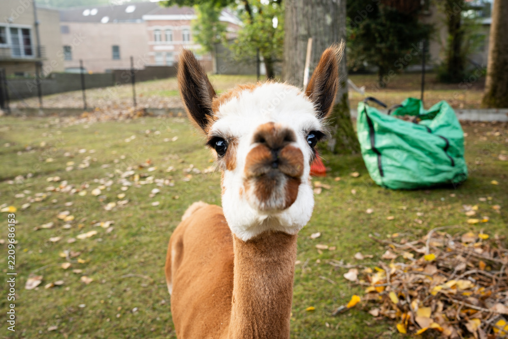 Obraz premium Funny extreme close-up of a cute brown and white alpaca looking directly at the camera with curiosity. Curious llama muzzle on a grassy lawn with a green garden waste bag and a pile of autumn leaves i