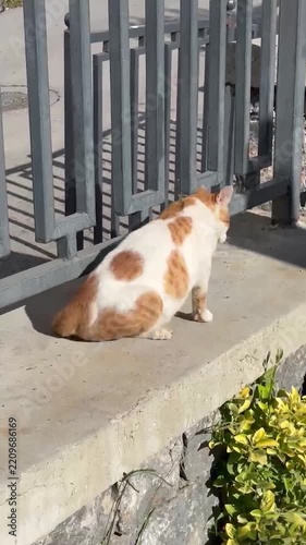 A stray cat napping under the sun