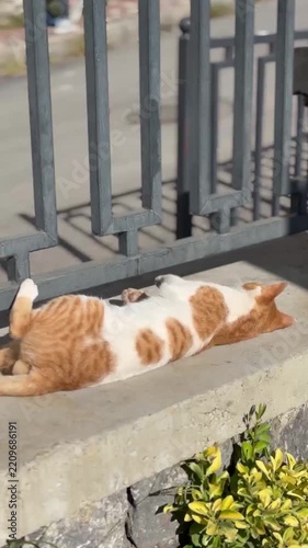 A stray cat napping under the sun
