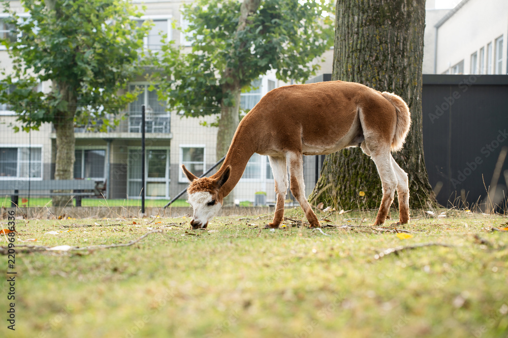Obraz premium Side view of a slender brown and white guanaco grazing on a green lawn with fallen autumn leaves. Lama guanicoe eating grass in an outdoor paddock or urban zoo environment, horizontal shot with copy s