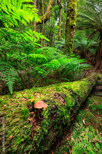 Julius River Rainforest Walk, Tarkine, Tasmania, Australia
