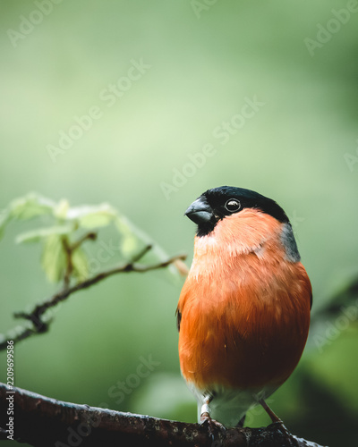 Bullfinch perched on natural woodland branches at Hauxley Nature Reserve in Northumberland captured in crisp early autumn detail