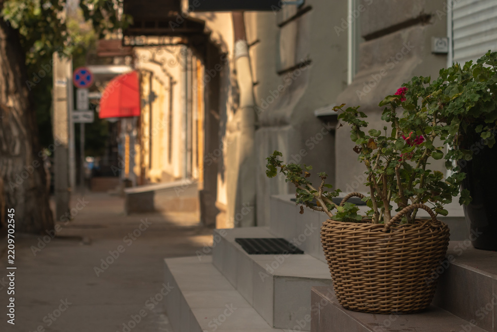 Obraz premium A potted plant on the steps of a building in the city.