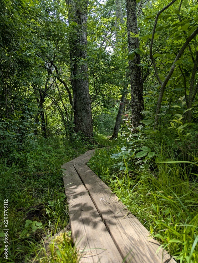 Fototapeta premium wooden boardwalk in woods, Southington, Connecticut, Crescent Lake