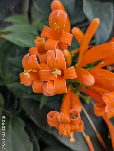 orange trumpet flower, flame vine, Kenya, Africa