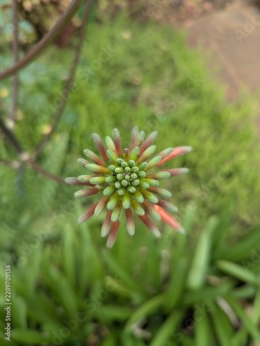 aloe flower bud, Kenya, Africa