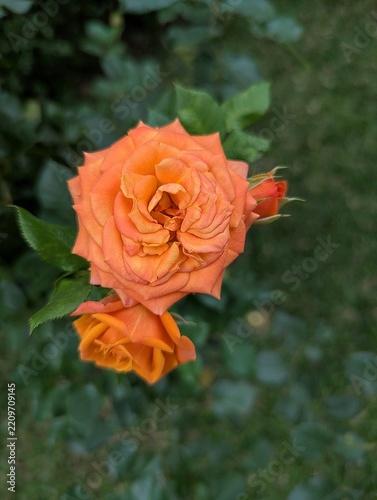 orange rose, Kenya