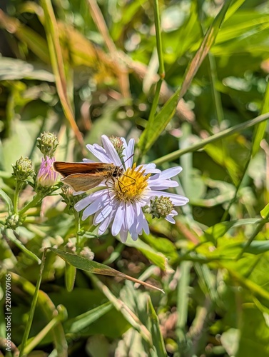 skipper butterfly on lavender aster, Montana, Yellowstone National Park