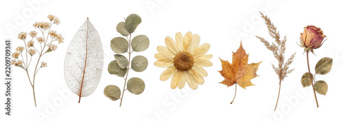 Assorted dried flowers and leaves PNG set on transparent background