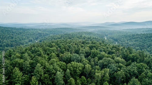 Vast green forest canopy stretching to a hazy horizon beneath a pale sky, aerial landscape photography, layers of emerald and muted blue-green, soft atmospheric perspective, sustainable nature concept