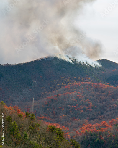 Forest Fire