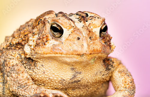 Macro Frog