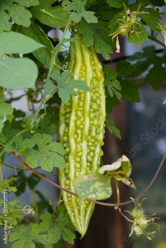 Fresh bitter gourd with concave and convex skin folds hanging between vines