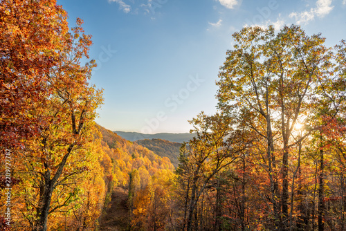 Scenic Autumn Leaves