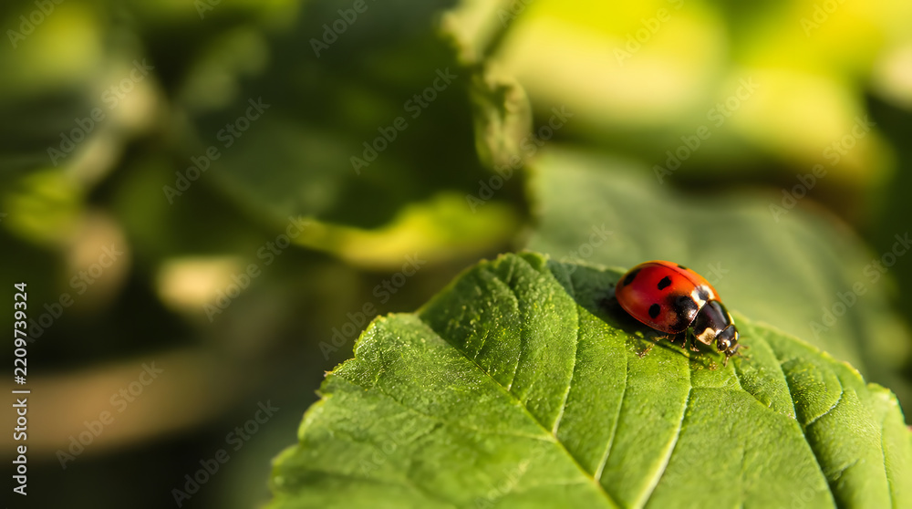 Fototapeta premium Macro Photo of a Ladybug Resting on a Green Leaf