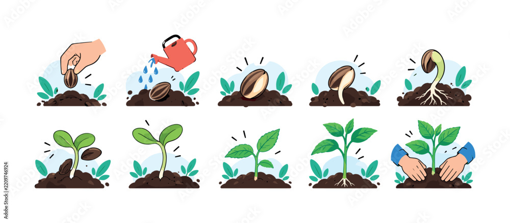 Obraz premium Seed Germination Growth Scenes, clean editorial illustration set with exactly 10 mini illustrations showing dry seed, moisture absorption, swelling seed coat, radicle emergence, rootlet growth,