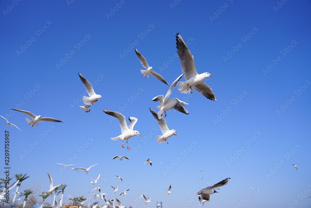 Obraz premium A Flock of Gulls Soaring in the Sunlight