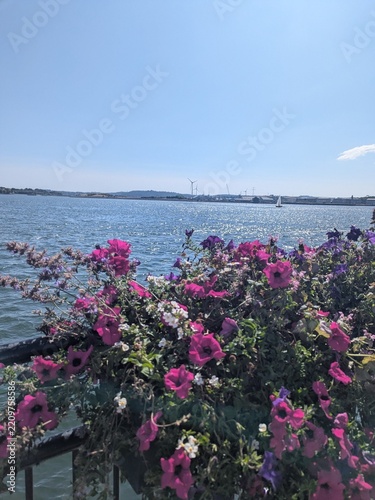 pink flowers on the beach