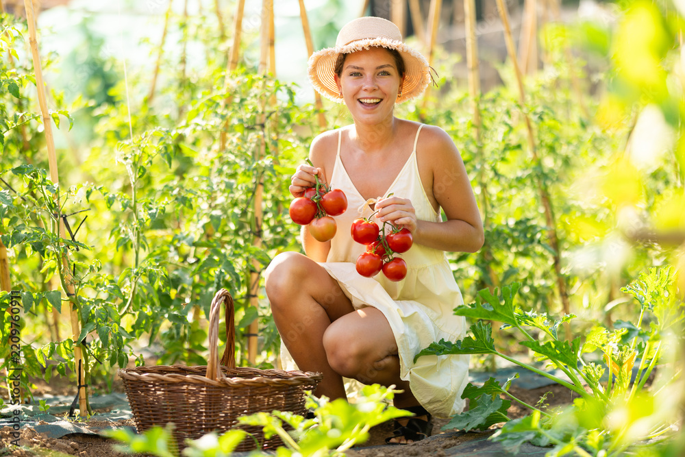 Obraz premium Lot of ripe tomatoes barely fit in hands of young girl. Female peasant woman in summer dress collects red tomatoes in garden, cuts ripe fruits from bushes.