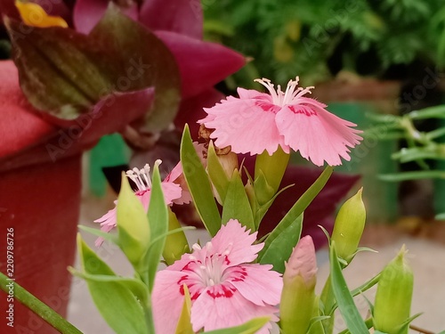 Herbaceous Perennial Dianthus Species