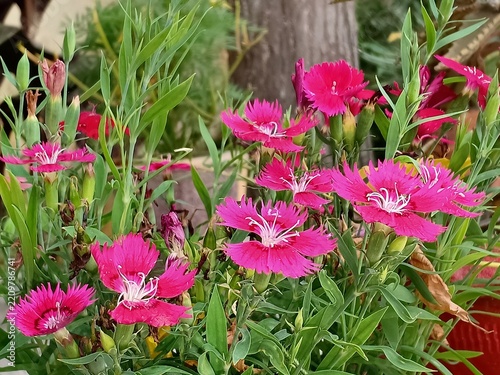 Herbaceous Perennial Dianthus Species