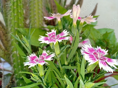 Herbaceous Perennial Dianthus Species