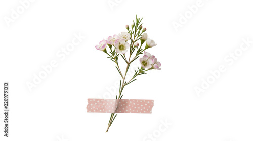 Delicate white wax flowers with pink polka dot tape on png background