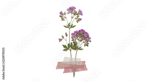 Pressed purple wildflower bundle taped on png background for paper craft layouts
