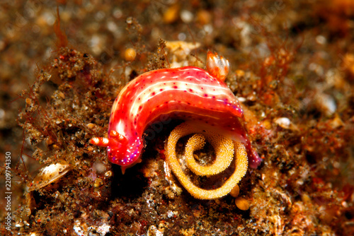 Nudibranch Sea Slug, Hypselodoris maculosa
