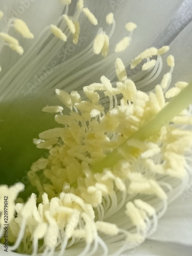Easter Lily Cactus white flower close-up view