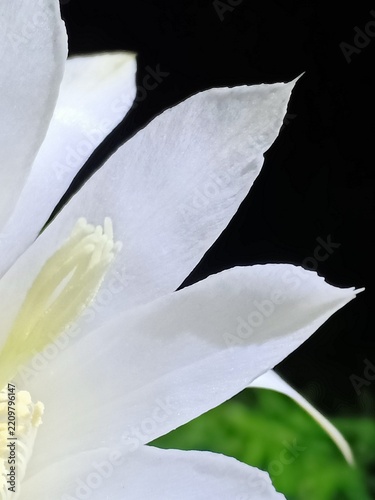 Easter Lily Cactus white flower close-up view