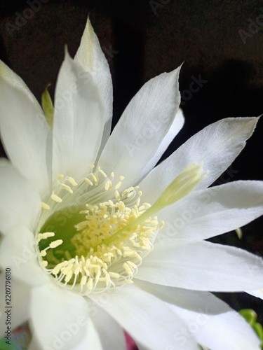 Easter Lily Cactus white flower close-up view
