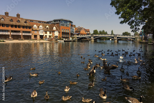 Windsor Town Bridge spanning the River Thames on a clear, sunny day, with Canada geese and waterfowl floating on the water in the foreground.
